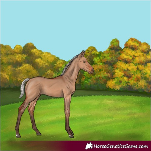 Horse Color:Silver Brown Dun Rabicano 