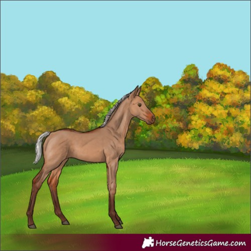 Horse Color:Silver Brown Dun 
