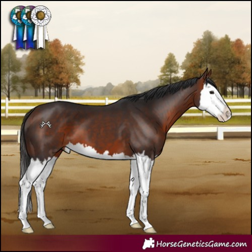 Horse Color:Bay Splash 