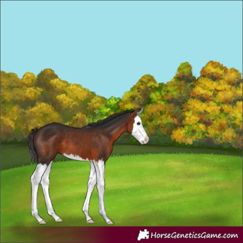 Horse Color:Bay Splash 