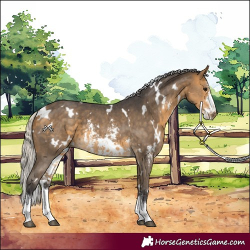 Horse Color:White Spotted Silver Buckskin Sabino 