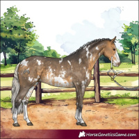 Horse Color:White Spotted Silver Buckskin Sabino 