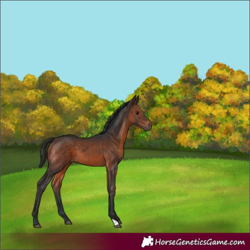 Horse Color:Brown 