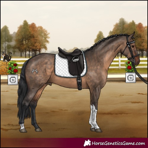 Horse Color:Brown Dun Tobiano Rabicano 