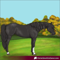 Horse Color:Smoky Black and Smoky Black
