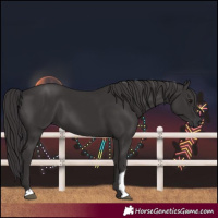 Horse Color:Smoky Black and Smoky Black