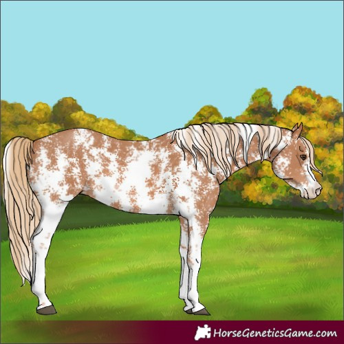 Horse Color:Chestnut Sabino 