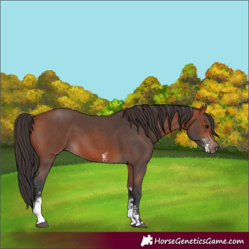 Horse Color:Unknown 