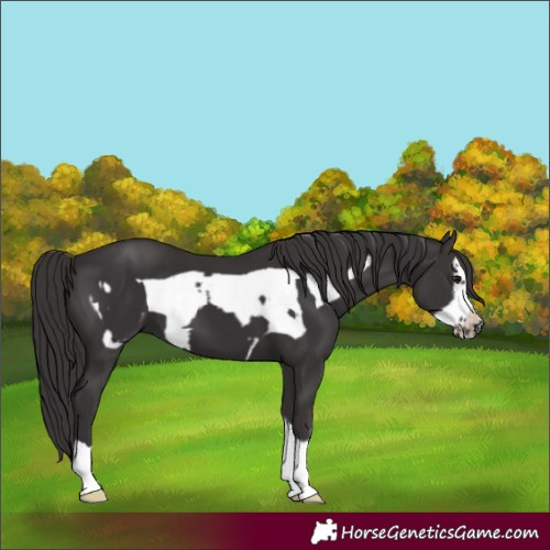 Horse Color:Smoky Black  and Smoky Black Frame 