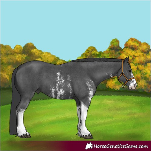 Horse Color:Black Sabino Tobiano 