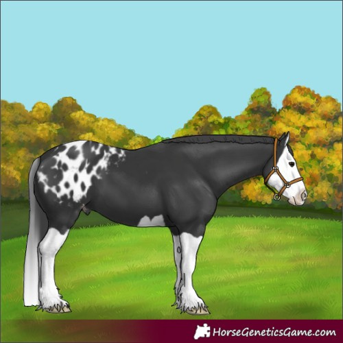 Horse Color:Black Splash Appaloosa 