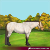 Horse Color:Buckskin Roan Dun