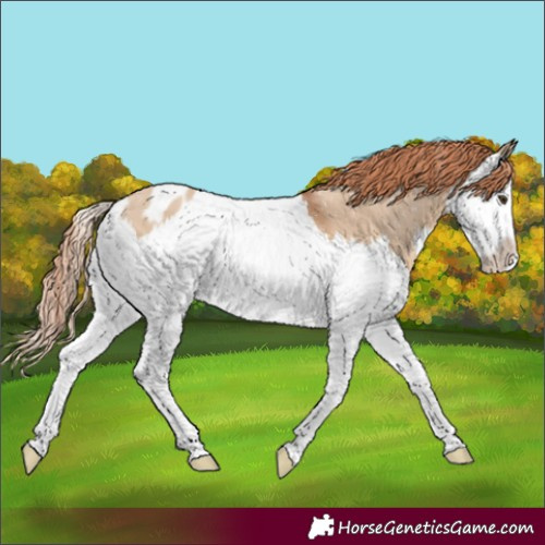Horse Color:Red Dun Splash Appaloosa