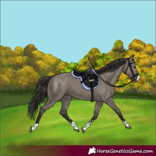 Horse Color:Smoky Grullo