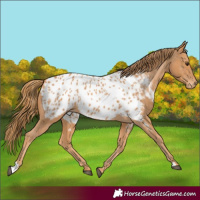 Horse Color:Chestnut Appaloosa