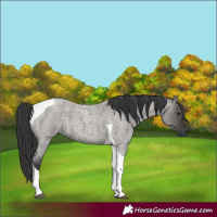 Horse Color:Grullo Roan Tobiano 