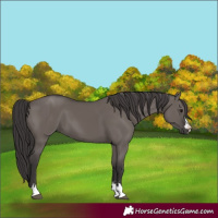 Horse Color:Smoky Grullo 