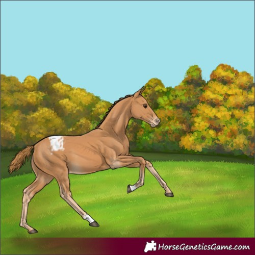Horse Color:Chestnut Appaloosa
