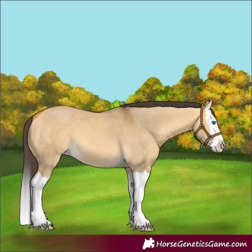 Horse Color:Buckskin Dun Splash 