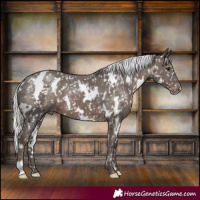 Horse Color:White Spotted Silver Black Appaloosa 