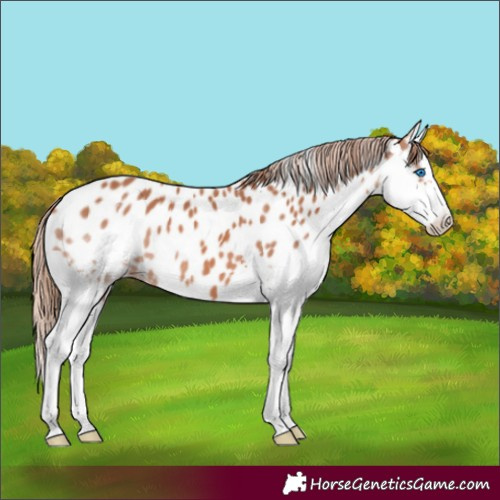 Horse Color:Chestnut Splash Appaloosa 
