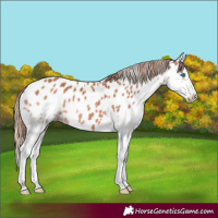 Horse Color:Chestnut Splash Appaloosa 