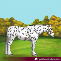 Horse Color:Buckskin Tobiano Leopard 