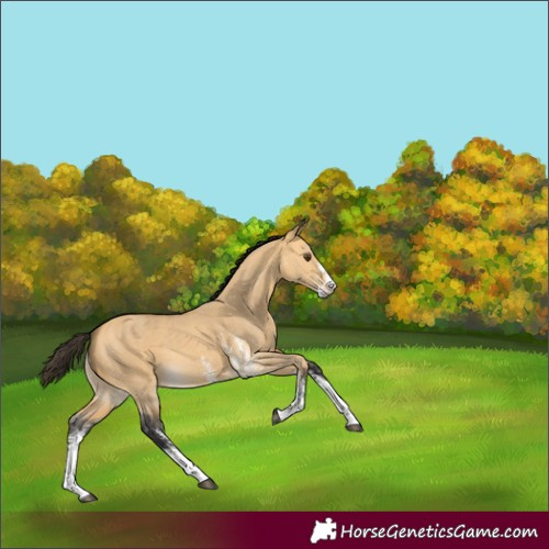 Horse Color:Buckskin Dun Sabino