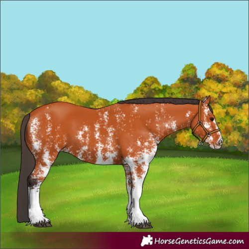 Horse Color:Bay Sabino Rabicano 