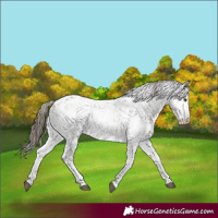 Horse Color:Buckskin Sabino 