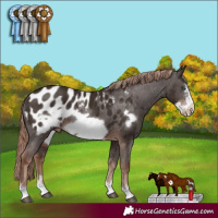 Horse Color:Liver Chestnut Frame Appaloosa