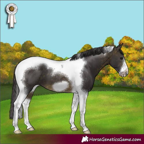 Horse Color:Buckskin Tobiano Frame 