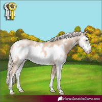Horse Color:Cremello Sabino Frame