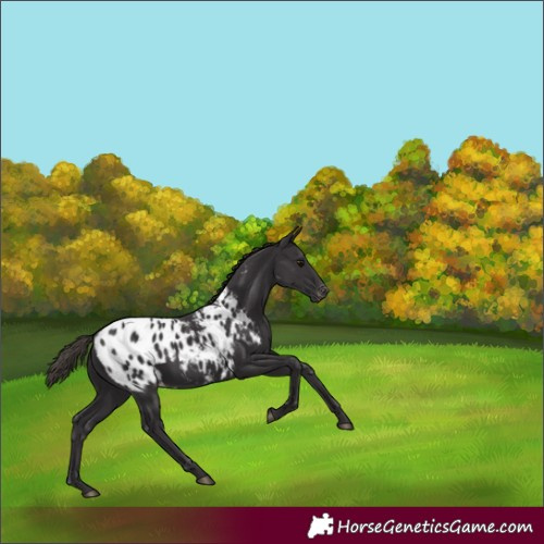 Horse Color:Smoky Black Appaloosa 