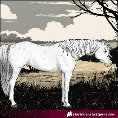 Horse Color:White Spotted Brown Sabino Appaloosa 