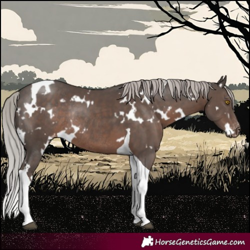 Horse Color:White Spotted Silver Black Tobiano Varnish Rabicano 