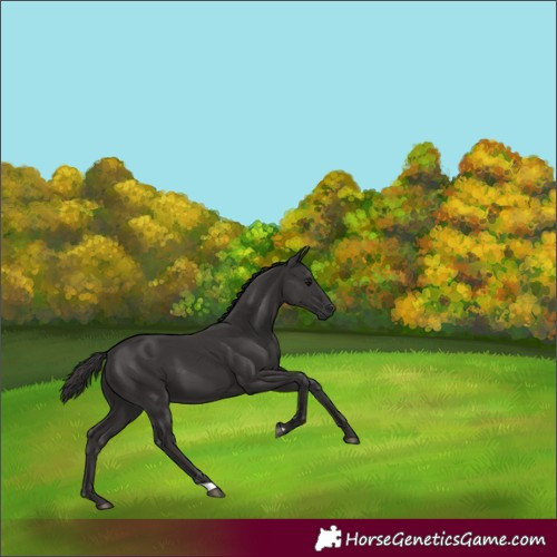 Horse Color:Smoky Black