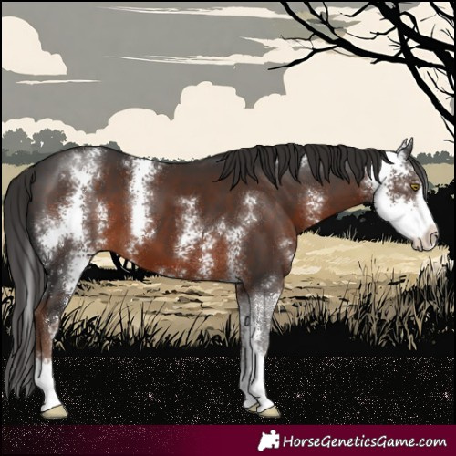 Horse Color:Liver Chestnut Sabino 