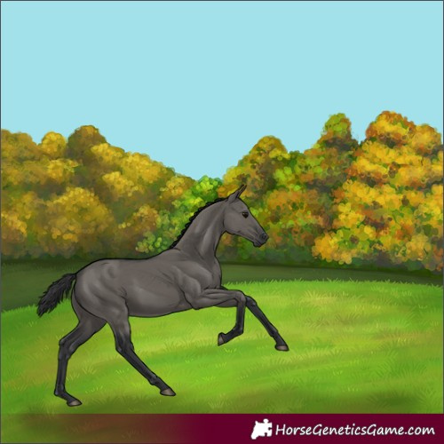 Horse Color:Grullo