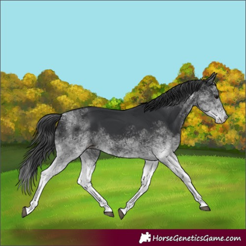 Horse Color:White Spotted Black