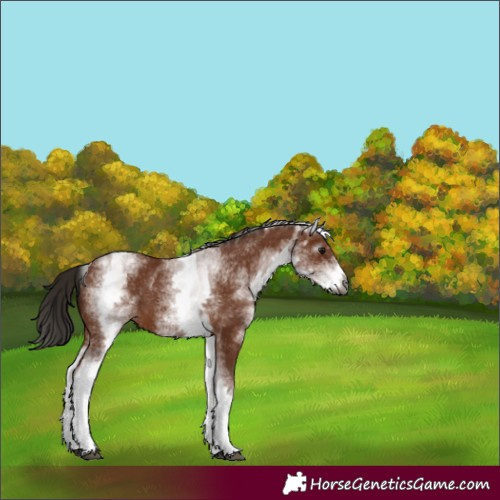 Horse Color:Gray White Spotted Bay 