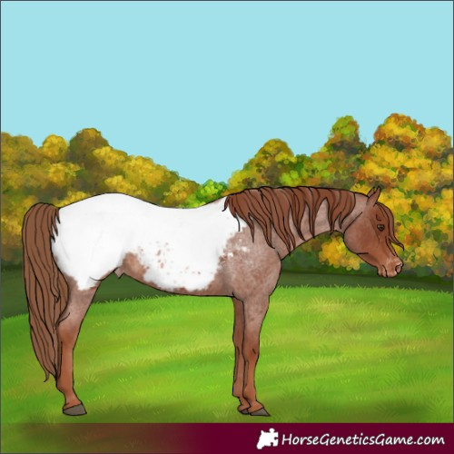 Horse Color:Red Roan Appaloosa