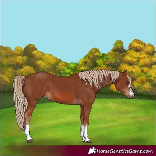 Horse Color:Chestnut 