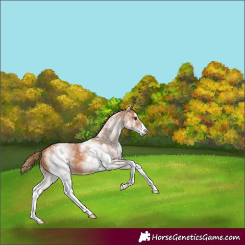 Horse Color:White Spotted Chestnut