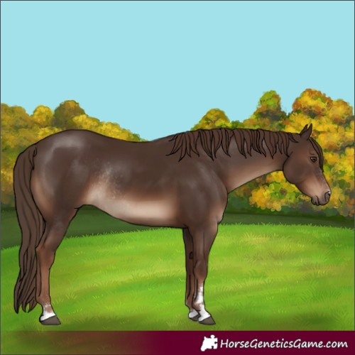 Horse Color:Liver Chestnut Rabicano 