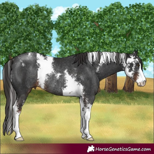 Horse Color:Liver Chestnut Sabino Rabicano 