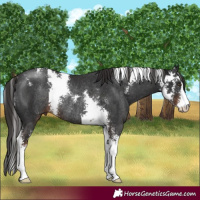 Horse Color:Liver Chestnut Sabino Rabicano 