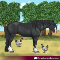 Horse Color:Black 