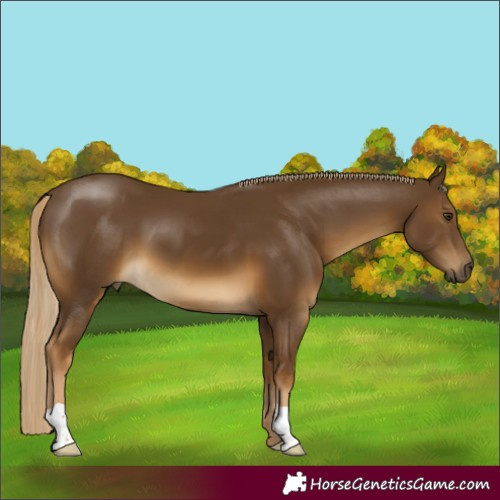 Horse Color:Chocolate Palomino