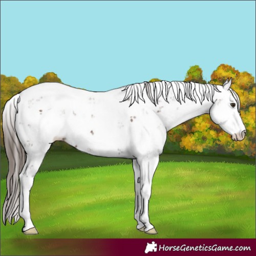 Horse Color:Liver Chestnut Sabino 